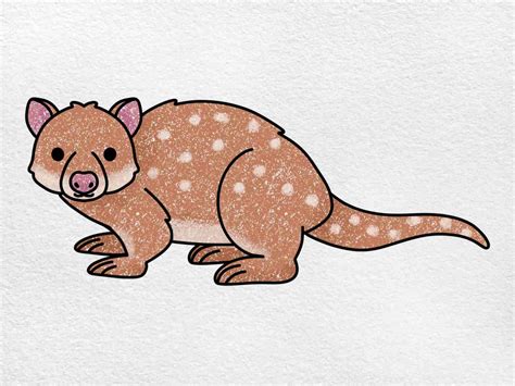 How To Draw A Quoll Helloartsy