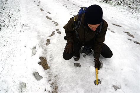 Das heißt die fähigkeiten, die schon in der vorschulischen zeit (z.b. Tierspuren Im Schnee Erkennen Grundschule / Tiere Im ...
