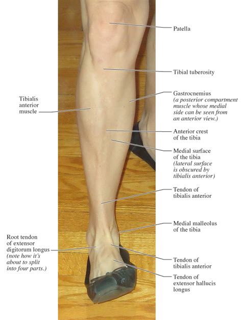 Anterior Compartment Muscles Lower Leg Anterior Find A Guide With