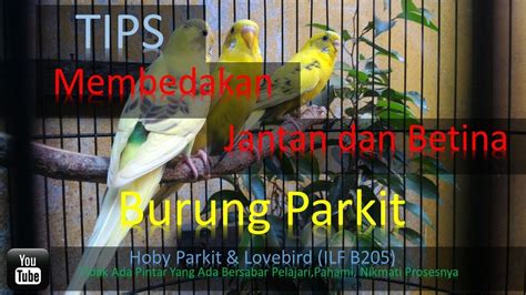 Kutilang atau pycnonotus aurigaste adalah jenis burung kicau yang berasal dari keluarga pycnonotidae. Tips Membedakan Jantan dan Betina Burung Parkit - YouTube
