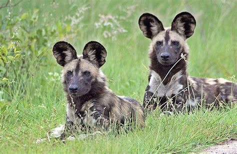 Lycaon Pictus African Wild Dog Painted Hunting Dog