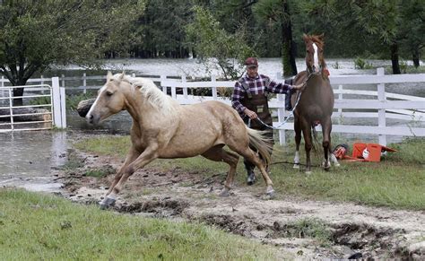 Hurricane Florence Pet Rescues In Photos The Atlantic