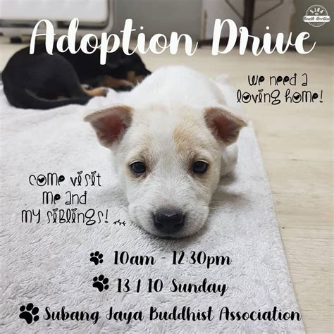 Puppies Adoption Drive Please Support This And Adopt A Dog Rather