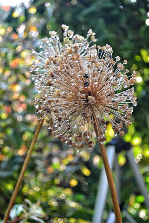 The Outlaw Gardener Typeless Tuesday Allium Seed Heads In My Garden