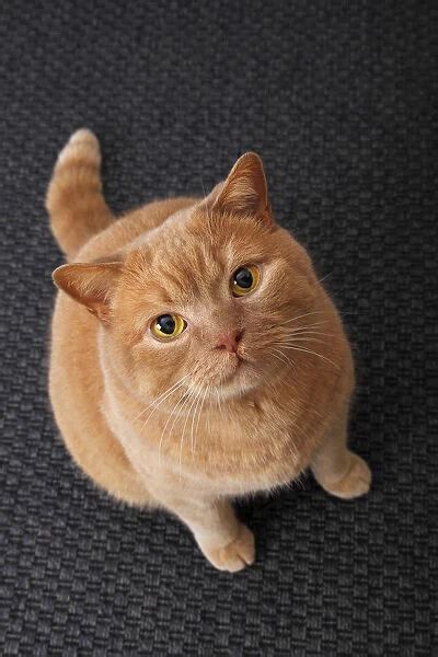 Ginger British Shorthair Cat Germany For Sale As Framed Prints Photos