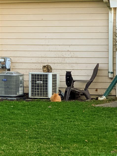 This Trio Of Feral Cats Outside My House Bout To Drop The Hottest Album