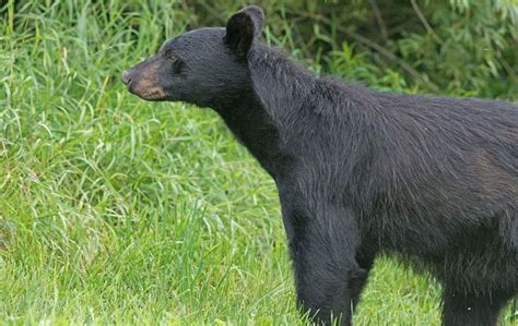 Pin By Rachel Summers On Animals Animals Black Bear Bear