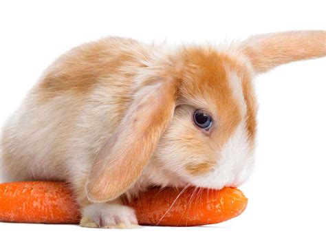 The Mini Lop Rabbit Breed Information Cost Facts Uk Pets