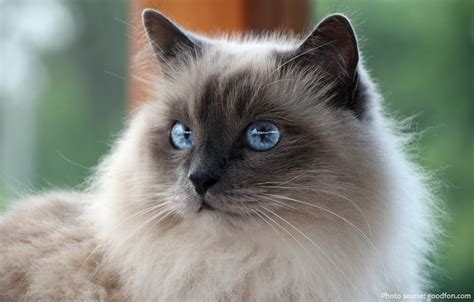 Interesting Facts About Birman Cats Just Fun Facts