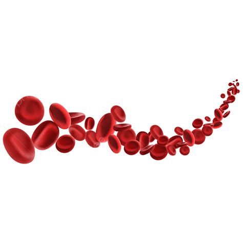 Red Blood Cell White Blood Cell Png Clipart Artery Bl