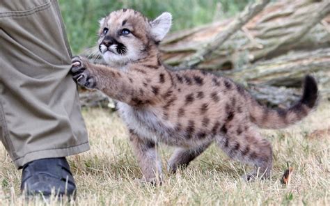 Cute Wont You Play With A Cute Puma Cub Like Me