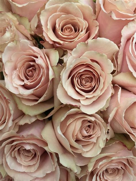 Quicksand Roses Love Rose Flower Blush Flowers Wedding Bouquets