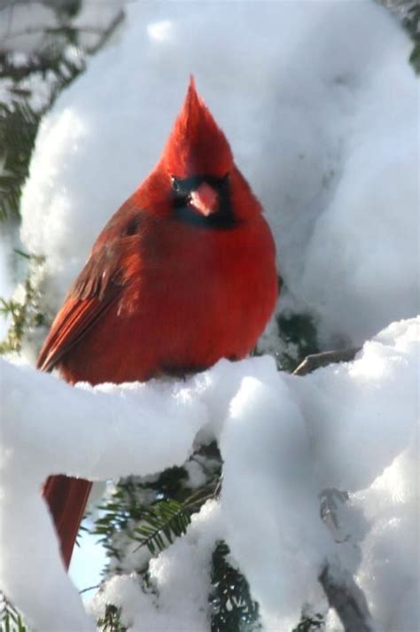 Male Cardinal Beautiful Birds Pretty Birds Pet Birds