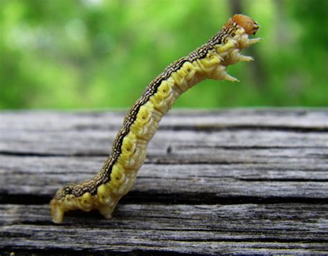 Standing Caterpillar A Caterpillar Stretching Upward On A Woody