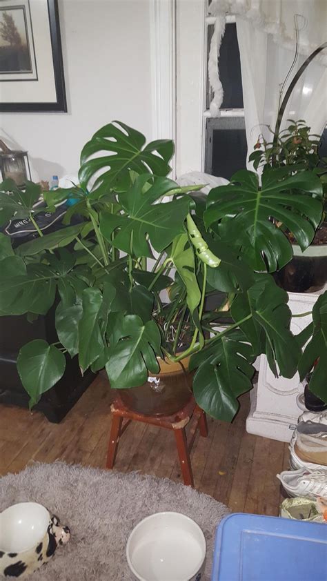 Turn your brown thumb green with five tips to healthy, happy houseplants. Ask a Question forum: Brown spots on monstera leaves ...