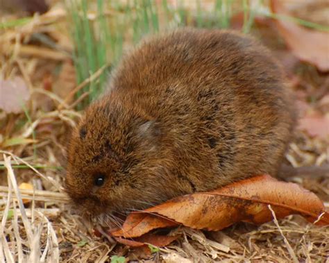 Eastern Meadow Vole Facts Diet Habitat And Pictures On Animaliabio