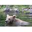 Bear Swimming  Viewing In Alaska