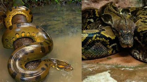 Anaconda Vs Python Vs King Cobra Jerymodels