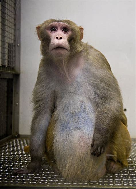 Monkeys Fattened Up To Study Human Obesity The New York Times