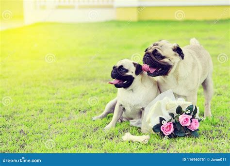 Two Cute Pugs In Garden Stock Image Image Of Exercise 116960751