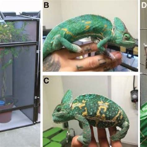 Pdf Captive Care Raising And Breeding Of The Veiled Chameleon Chamaeleo Calyptratus