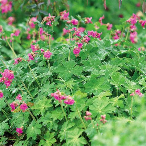 Best Perennials For Shade Better Homes And Gardens