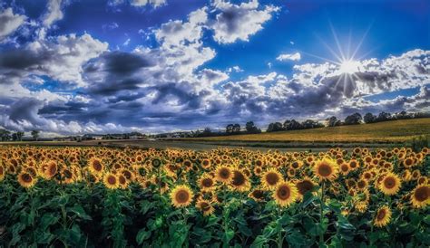 Sky Clouds Plants Field Flowers Sunflowers Landscape Wallpapers