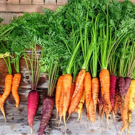 How To Grow Carrots In Your Garden From Planting To Harvest Simplify