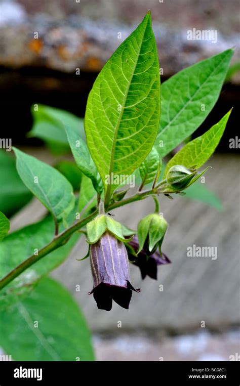 Deadly Nightshade Atropa Belladonna In Flower Stock Photo Alamy