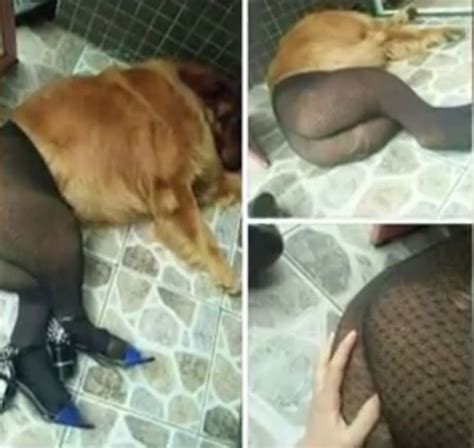 Photo Of A Dog In High Heels Wasnt Taken In An Animal
