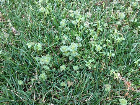 Fall Is The Time To Control Broadleaf Weeds