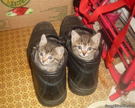 Shut Up And Look At These Kittens Snuggled Into Shoes 26 Pics