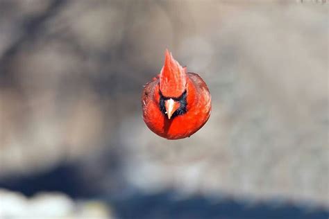 Northern Cardinal In Flight Brian Kushner Australia Cardinal Birds