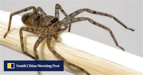 Doctors Pull Venomous Brown Recluse Spider Out Of Us Woman Susie Torres