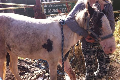 Injured Horse Dumped Like Rubbish At Fly Tipping Site In Upminster