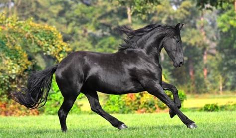 7 Biggest Horses And Horse Breeds In The World Horsey Hooves
