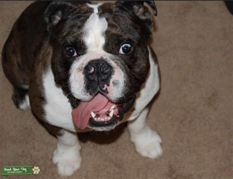 The Black Seal English Bulldog Pet