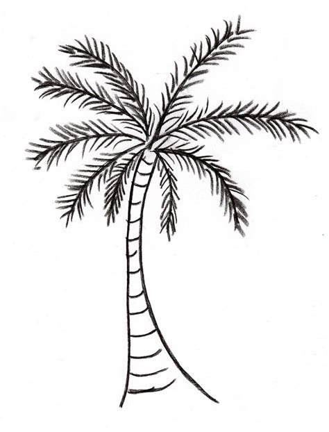 How To Draw A Palm Tree Outline Home And Garden Decor