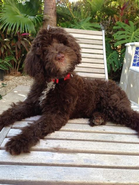 Each one is involved in this family business from. Chocolate Labradoodle Puppies Florida cbd pet treats for ...