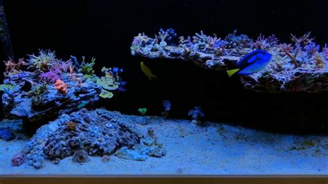 Floating Reef Youtube