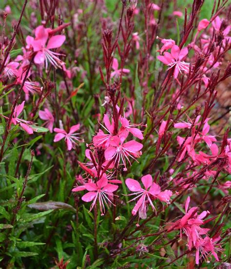 Gaura Lindheimeri Belleza Dark Pink Dark Pinkwand Flower