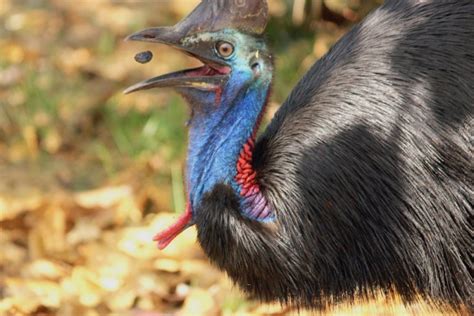 The Cassowaries Of Mission Beach Lateral Movements