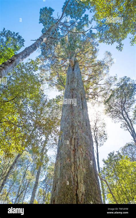 Stringybark Forest Hi Res Stock Photography And Images Alamy