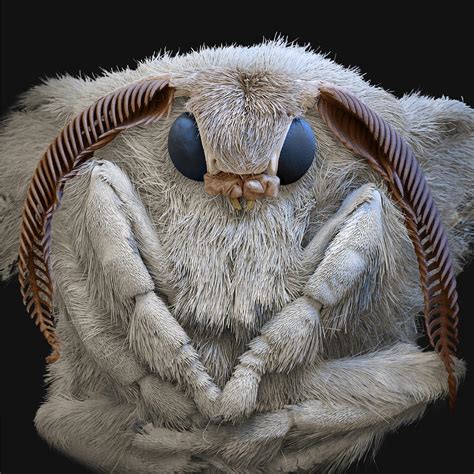 Silk Moth Bombyx Mori Sem Photograph By Meckesottawa Fine Art America