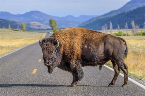 Yellowstone Nationalpark In Den Usa Der älteste Nationalpark Der Welt