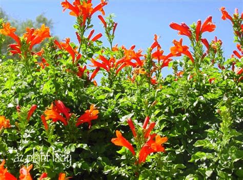 We did not find results for: Flowering All Year Long... - Ramblings from a Desert Garden