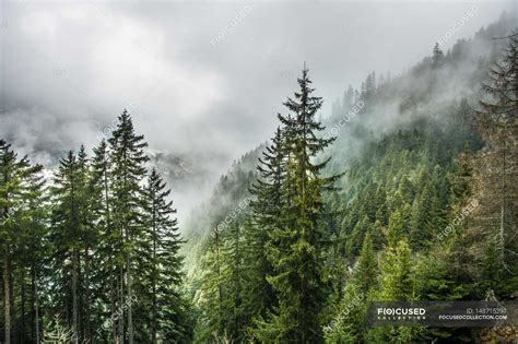 Misty Mountain Forest — Hazy Scene Stock Photo 148715291