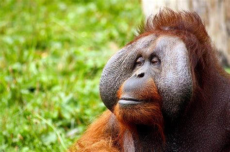 Adult Animal Ape Face Hair Hairy Jungle Male Mammal Monkey