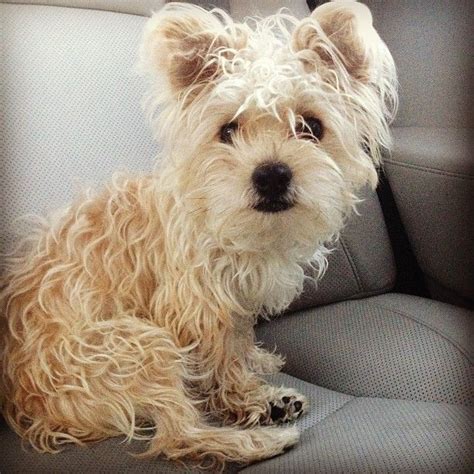 Maybe you would like to learn more about one of these? morkie in need of a haircut! | Styles The Pup | Pinterest ...