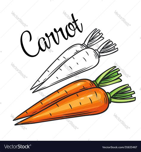 Carrot Drawing Icon Royalty Free Vector Image Vectorstock